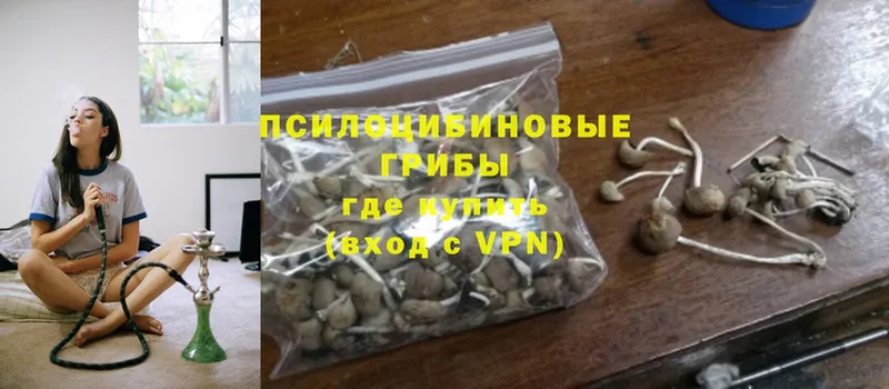 как найти   Горняк  Галлюциногенные грибы Psilocybe 